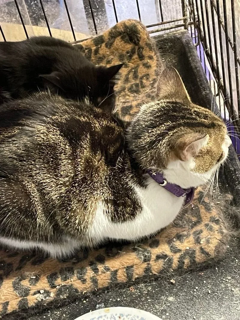 Jiggles Wigglebutt Jones thumbnail 2