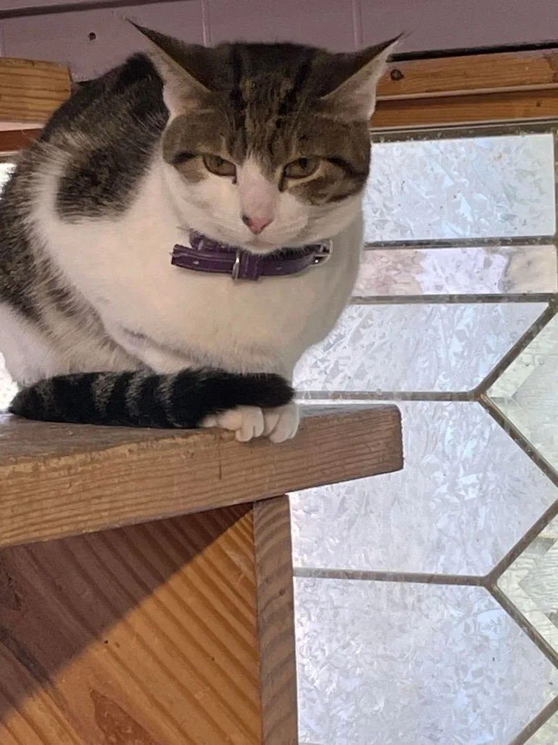 Jiggles Wigglebutt Jones thumbnail 3