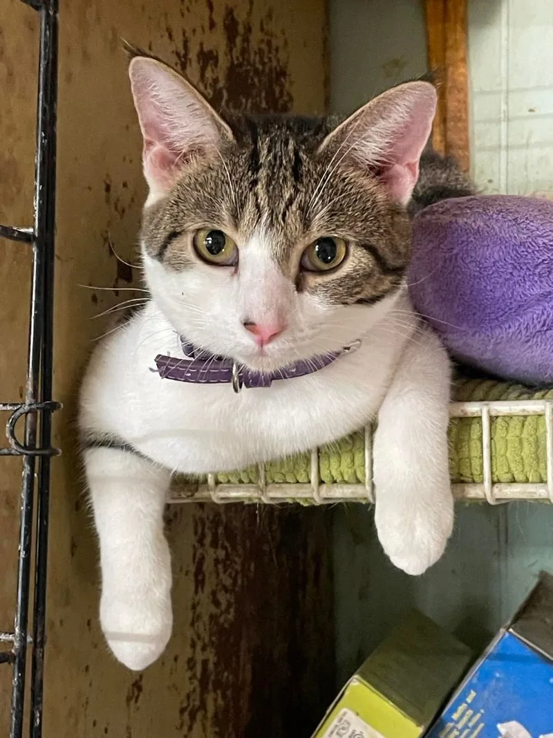 Jiggles Wigglebutt Jones thumbnail 4