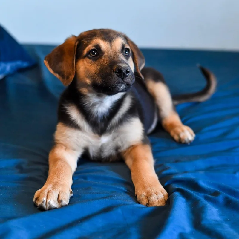 A baby medium-sized male Shepherd dog named Samuel for adoption in Fort Collins, CO