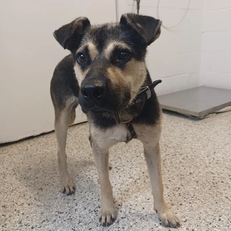 A young medium-sized male Black Shepherd dog named Tiki for adoption in Hattiesburg, MS