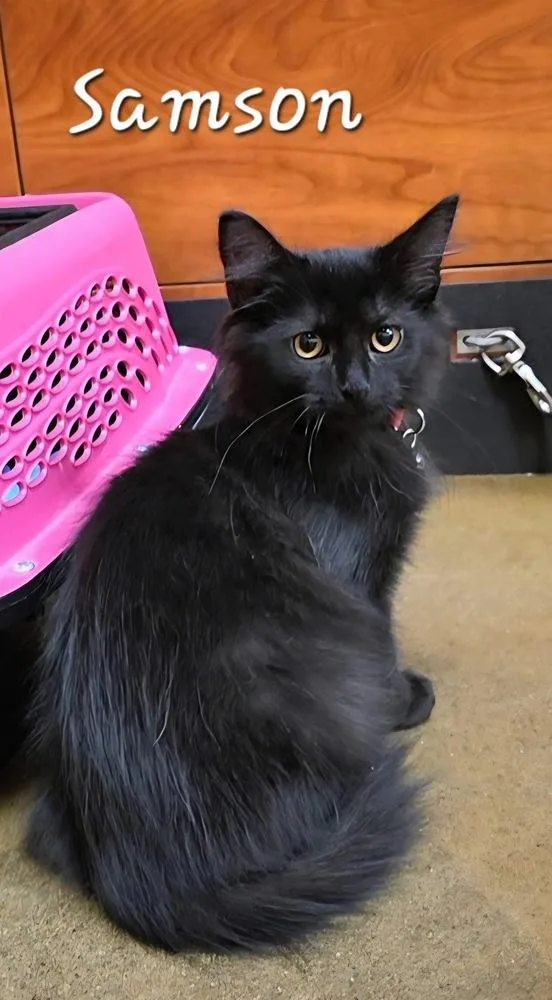 A baby small-sized male Black Domestic Medium Hair cat named Samson for adoption in West Mifflin, PA