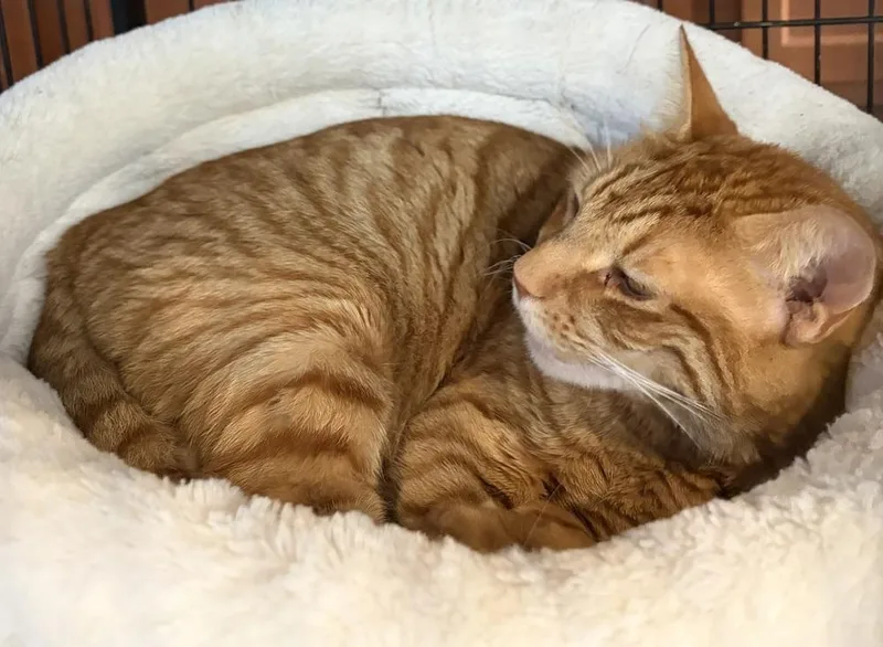An adult large-sized male Tabby (Orange / Red) Domestic Short Hair cat named Mango for adoption in Southbury, CT