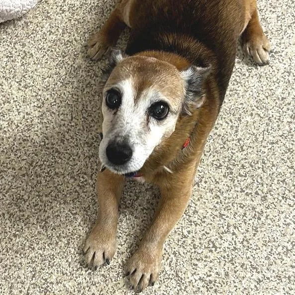A senior small-sized female Mixed Breed dog named Sadie for adoption in Medford, OR