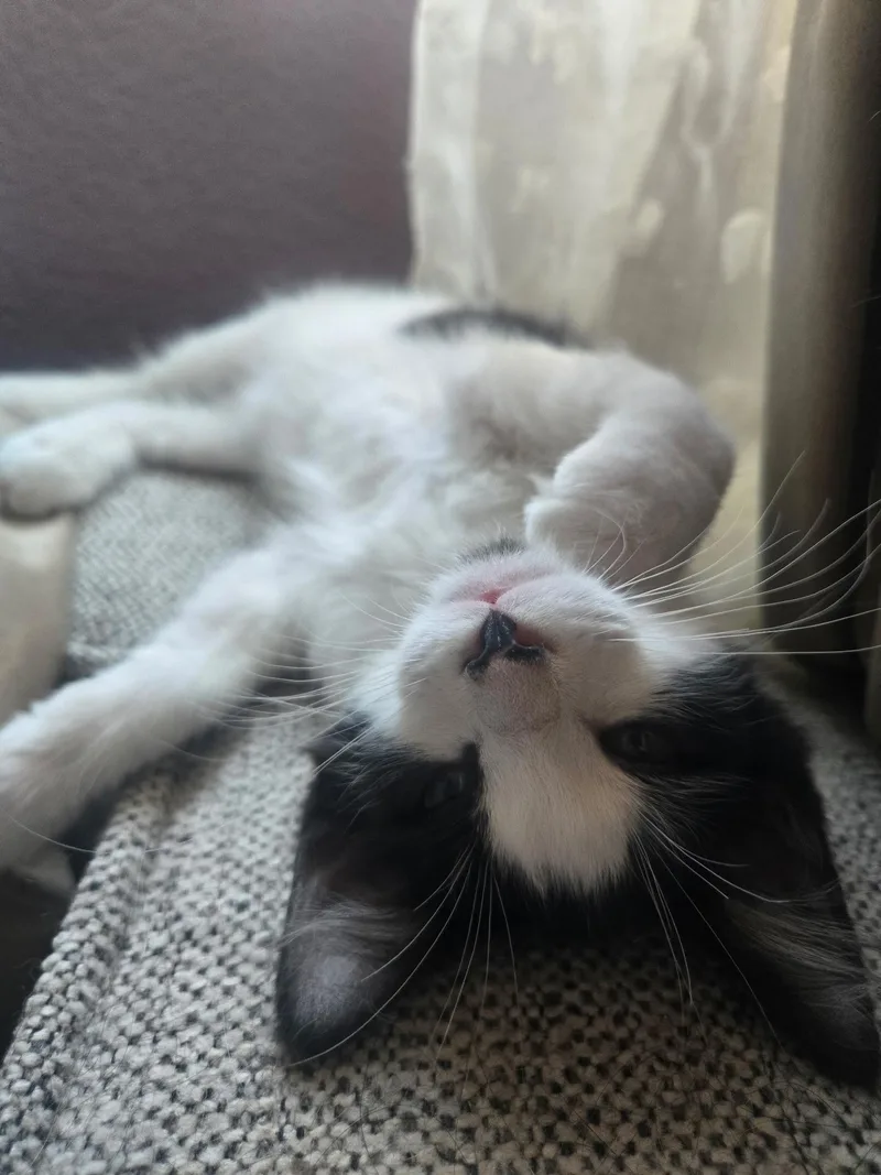 A baby medium-sized female Domestic Short Hair cat named Karma for adoption in Penryn, CA