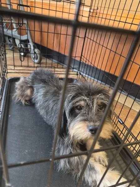 An adult medium-sized male Terrier dog named Vc for adoption in Lawrenceville, GA