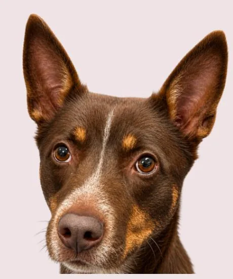 A young medium-sized female Cattle Dog dog named Bindi for adoption in tampa, FL