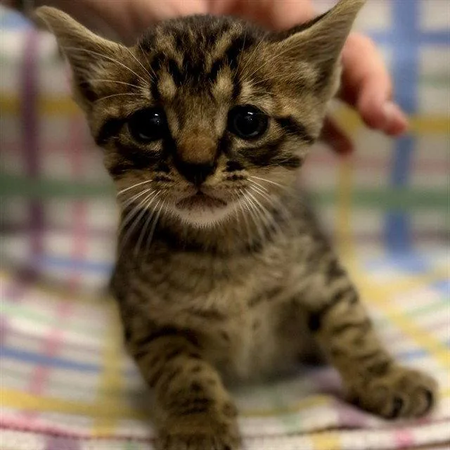 A baby small-sized male Brown / Chocolate Domestic Short Hair cat named Cappuccino for adoption in Tavares, FL