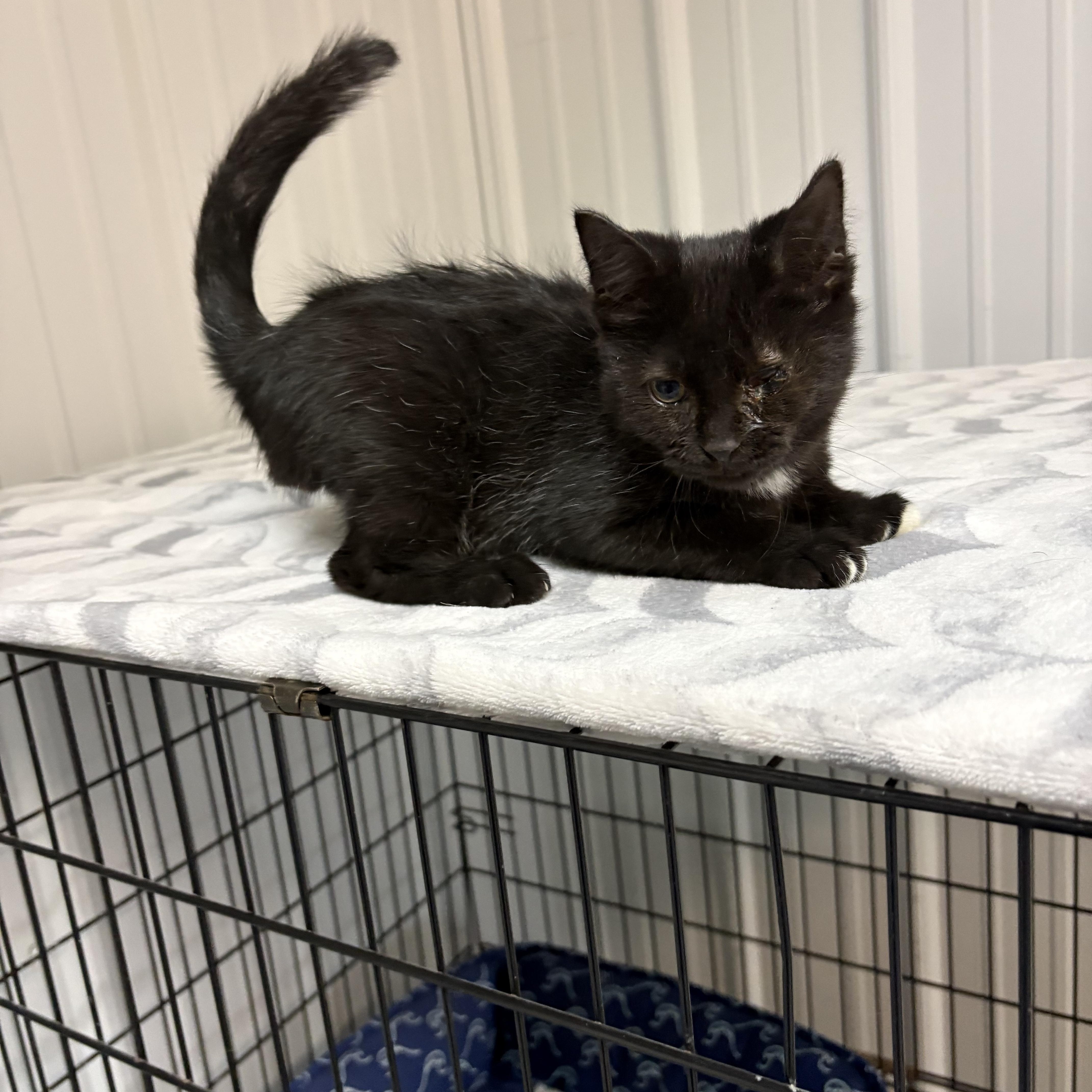 A young medium-sized male American Shorthair cat named Jet for adoption in Big Rapids, MI