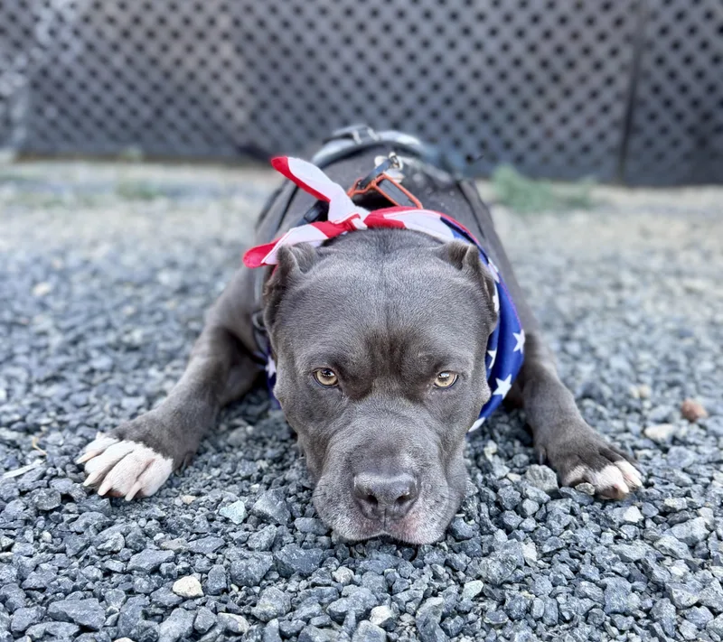 An adult large-sized male American Staffordshire Terrier dog named Bowser for adoption in Sonora, CA
