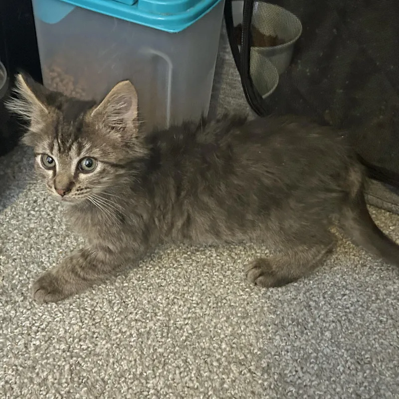 A baby medium-sized male Gray / Blue / Silver Domestic Long Hair cat named Jerry for adoption in Marion, NC