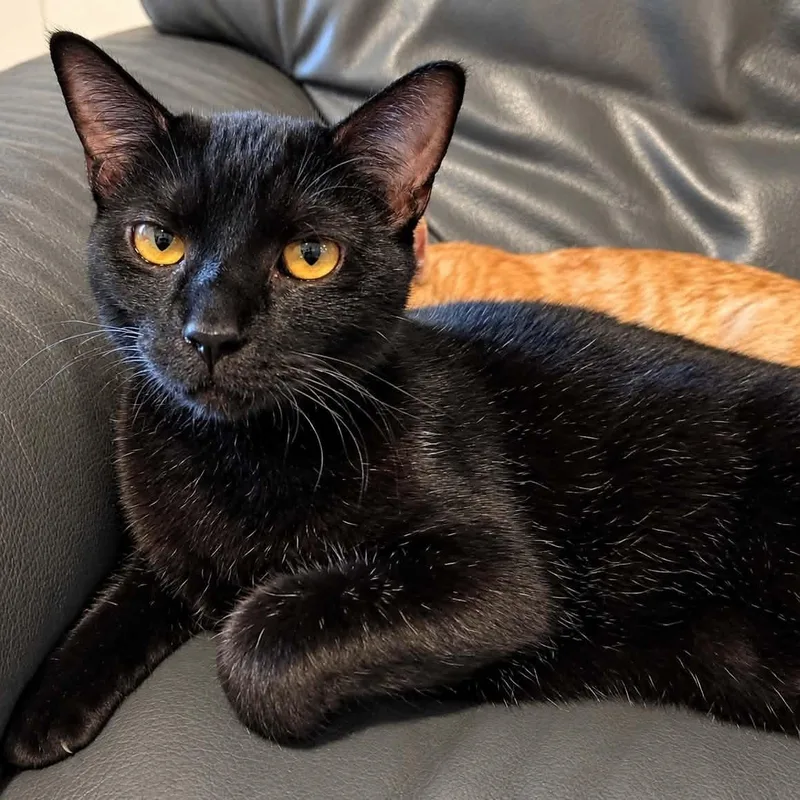 A young medium-sized female Black Domestic Short Hair cat named Nyx for adoption in Antioch, CA
