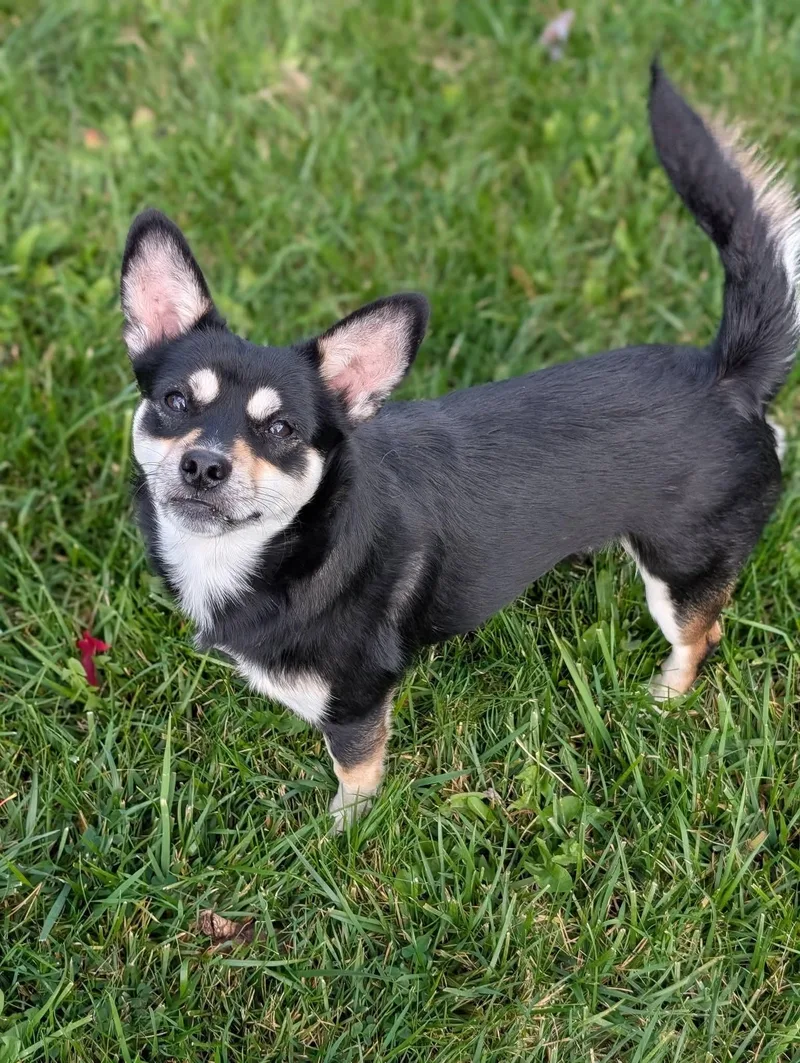 An adult small-sized male Chihuahua dog named Yoda for adoption in Grand Rapids, MI
