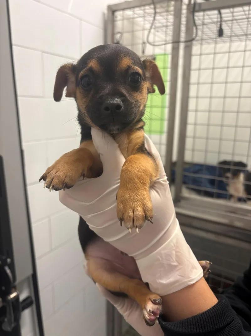 A baby medium-sized male Dachshund dog named Pegasus for adoption in Austin, TX