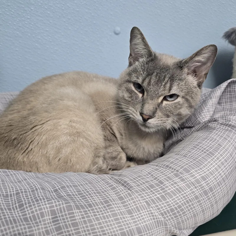 A young medium-sized male Seal Point Domestic Short Hair cat named Fella for adoption in Farmington, MO