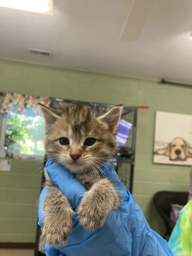 A baby medium-sized female Domestic Short Hair cat named Turbo for adoption in Burnsville, NC