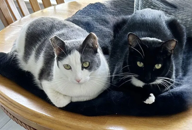 Luna And Xena thumbnail 2