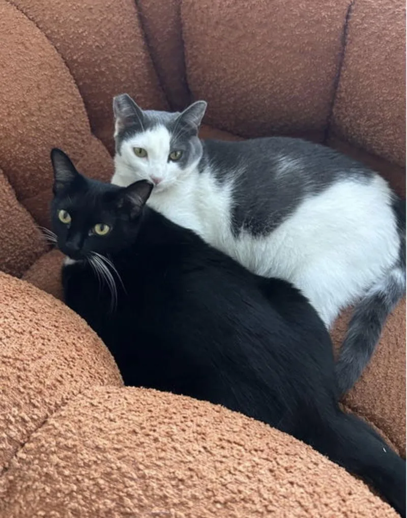 Luna And Xena thumbnail 3