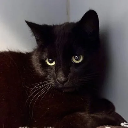 An adult medium-sized male Black Domestic Short Hair cat named Milton for adoption in Lansing, MI