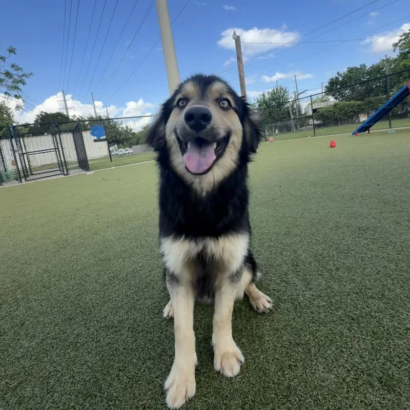 A young medium-sized male Black Shepherd dog named Rivers for adoption in Bryan, TX