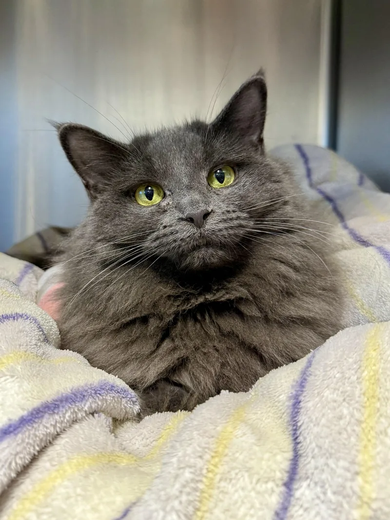 A young medium-sized female Gray / Blue / Silver Domestic Long Hair cat named Jodie for adoption in Exeter, RI