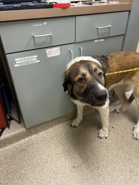 An adult large-sized female Great Pyrenees dog named Ty for adoption in Virginia Beach, VA
