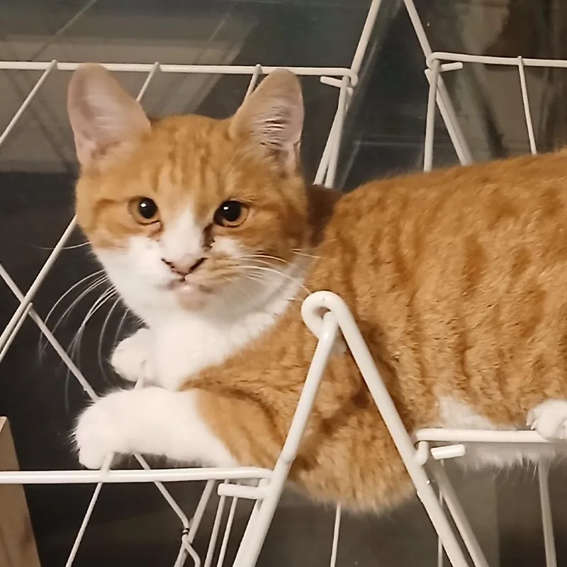 An adult small-sized male Orange / Red Domestic Short Hair cat named Goober for adoption in Fairfax, VA