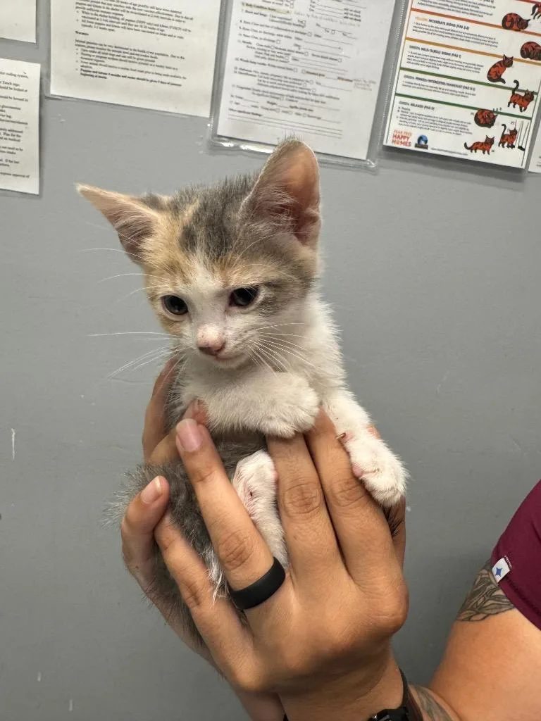 A baby medium-sized female Domestic Short Hair cat named Lightning for adoption in Bloomington, IN