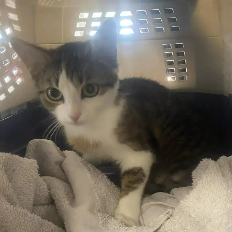 A baby small-sized female American Shorthair cat named Pollyanna for adoption in Danbury, CT