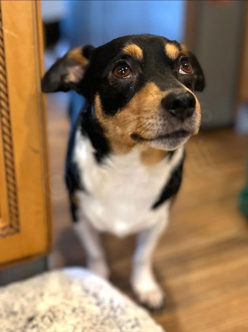 An adult small-sized female Beagle dog named Apple for adoption in Elizabethtown, PA