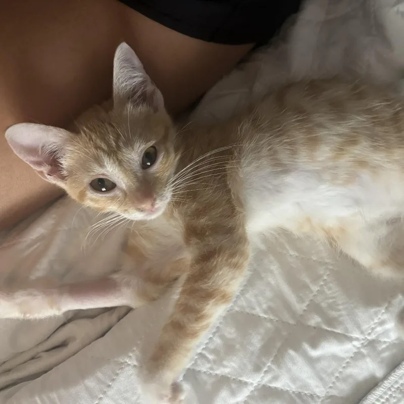 Cashew