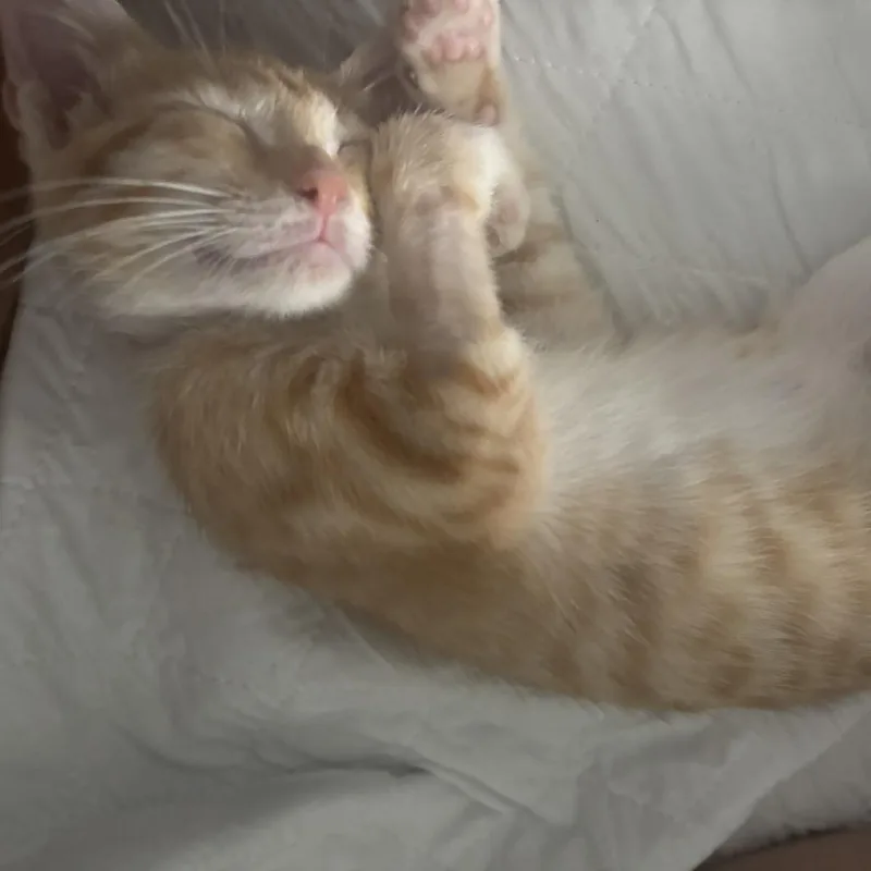 Cashew thumbnail 2