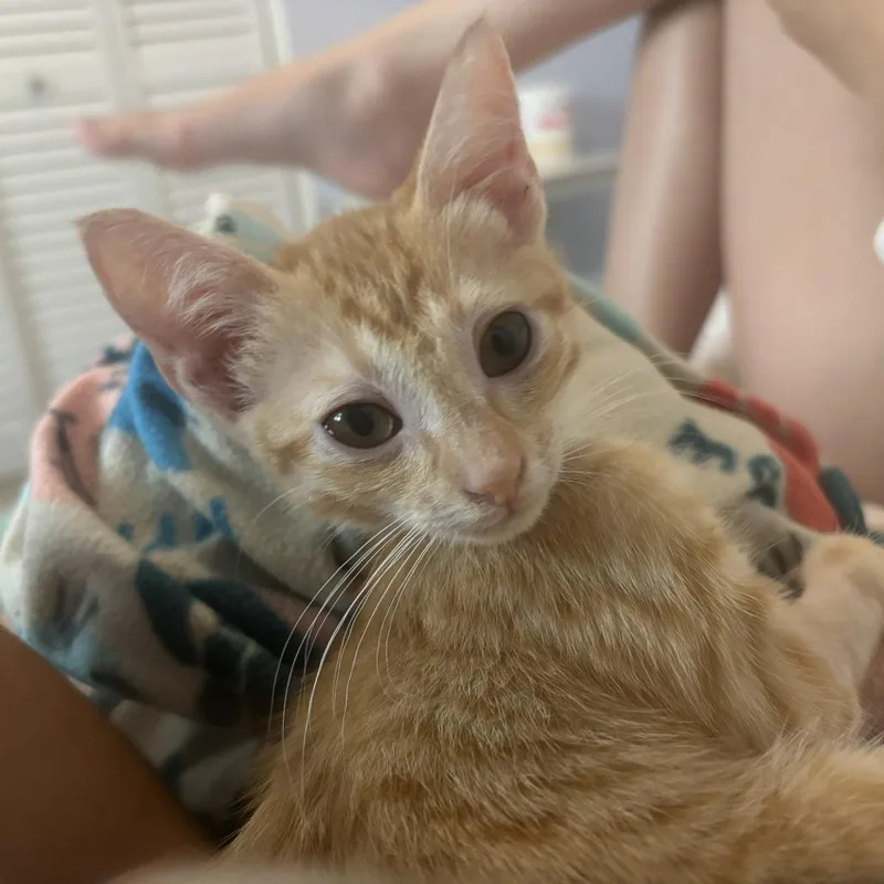 Cashew thumbnail 3