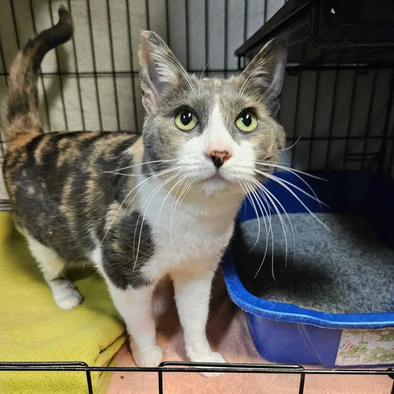 A senior large-sized female Calico Domestic Short Hair cat named Duchess for adoption in Las Vegas, NV