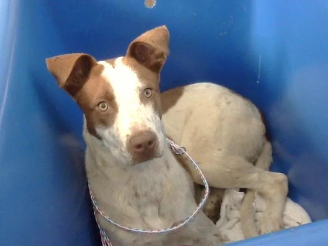 A young medium-sized female Mixed Breed dog named Dotty for adoption in Dallas, TX