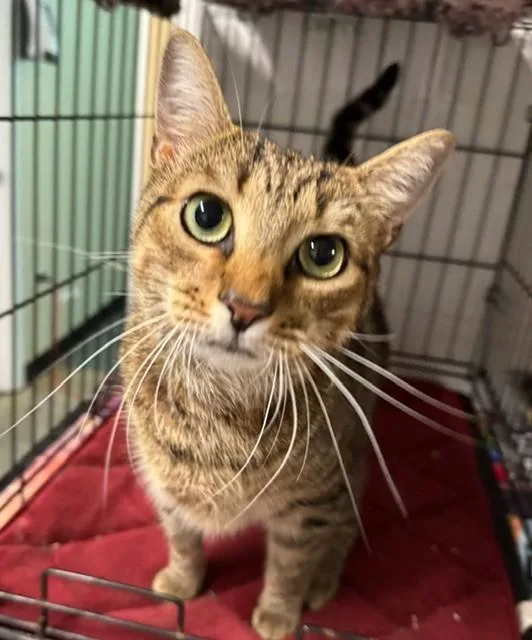 An adult medium-sized male Tabby (Brown / Chocolate) Domestic Short Hair cat named Micky for adoption in Lynn Haven, FL
