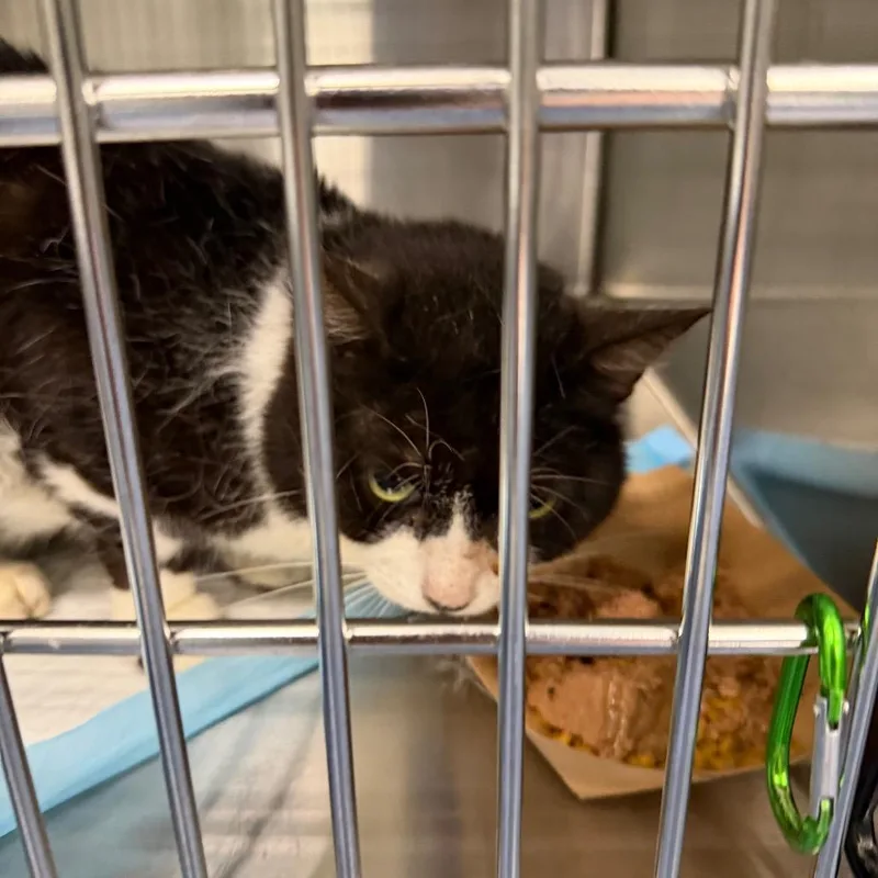A senior medium-sized female Black Domestic Short Hair cat named Mew Mew for adoption in Greensboro, NC