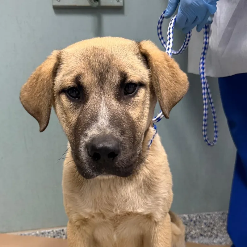 A baby small-sized male Yellow / Tan / Blond / Fawn German Shepherd Dog dog named Lemon for adoption in Greenville, SC