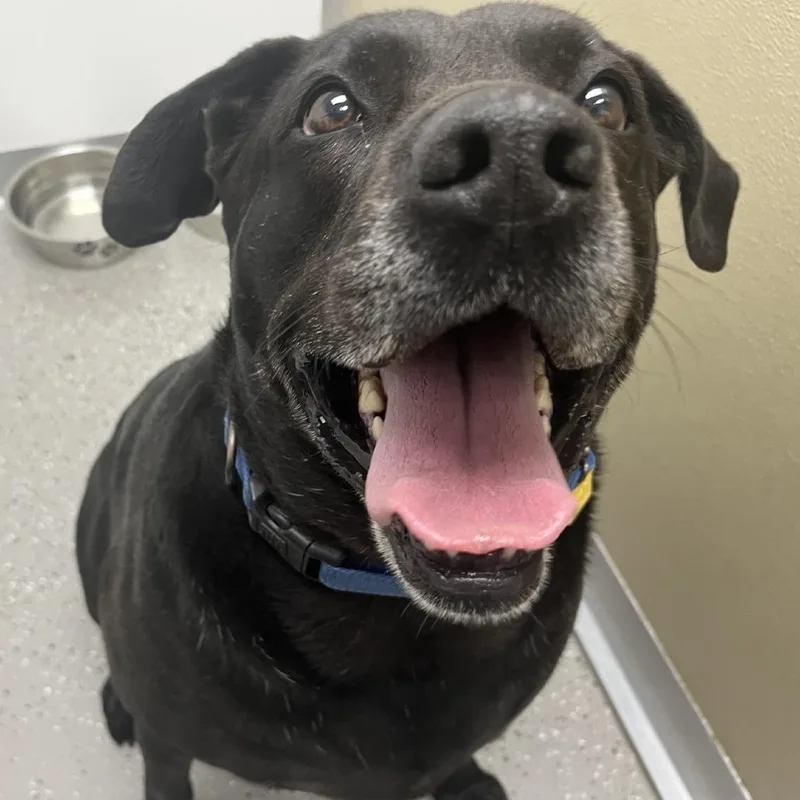 A senior large-sized female Black Labrador Retriever dog named Sammy for adoption in La Grange, KY