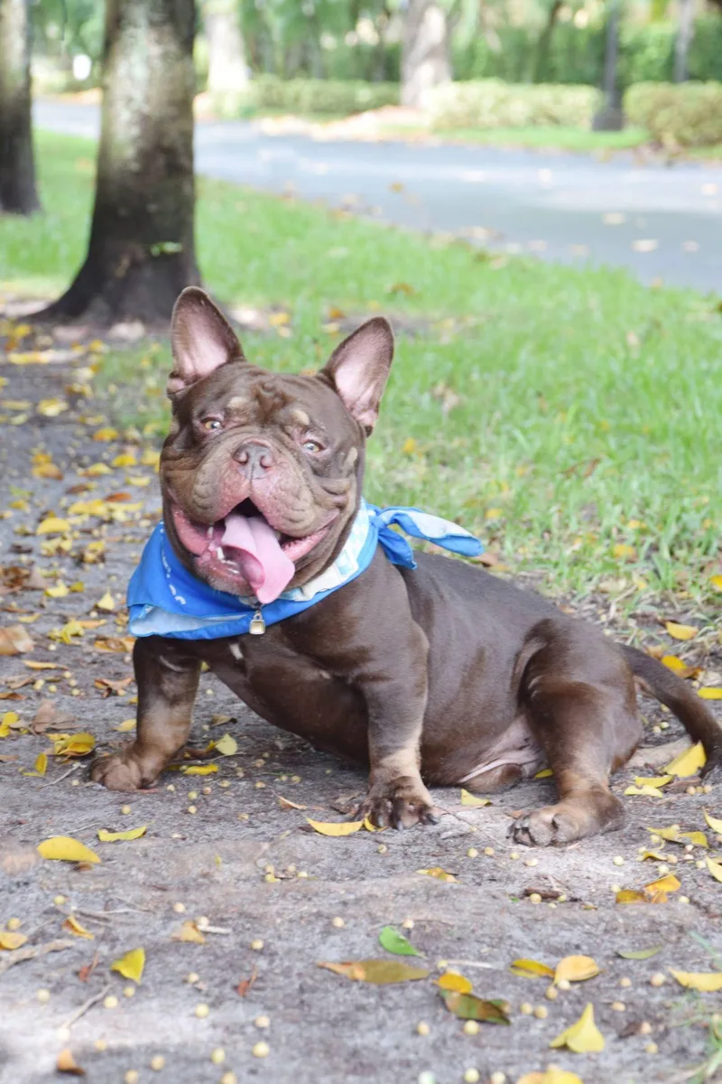Meatball