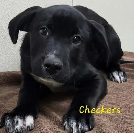 A baby medium-sized male Black Mixed Breed dog named Checkers for adoption in Groveland, MA