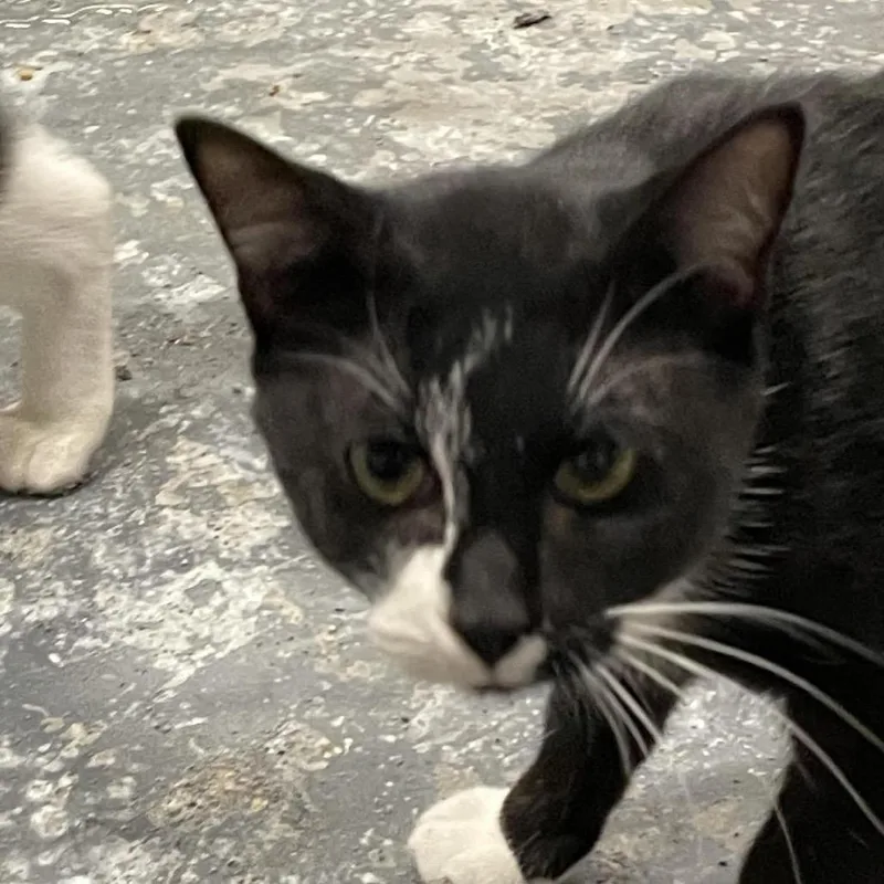 A young small-sized male Black Domestic Short Hair cat named Sir Hoya for adoption in Inwood, WV