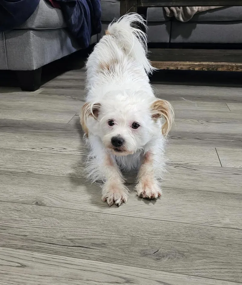 An adult small-sized male White / Cream West Highland White Terrier / Westie dog named Lucky for adoption in Lexington, KY