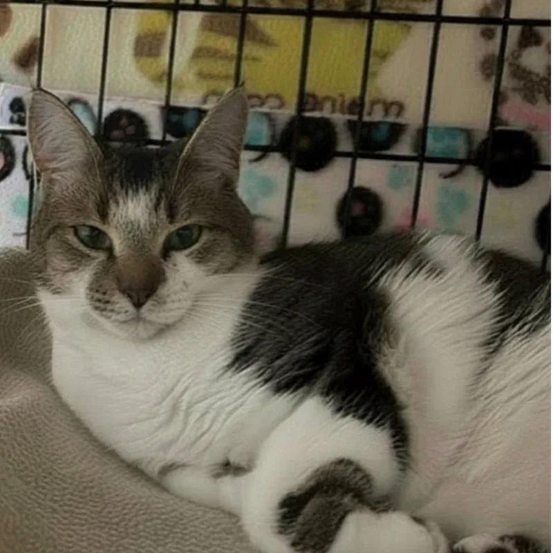 A young medium-sized female Domestic Short Hair cat named Cassandra for adoption in Blasdell, NY