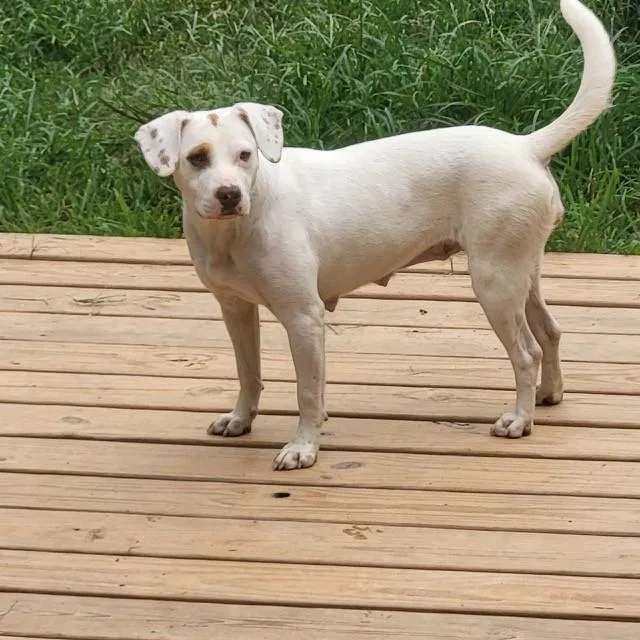 A young medium-sized female White / Cream American Staffordshire Terrier dog named Amber for adoption in CUMMING, GA