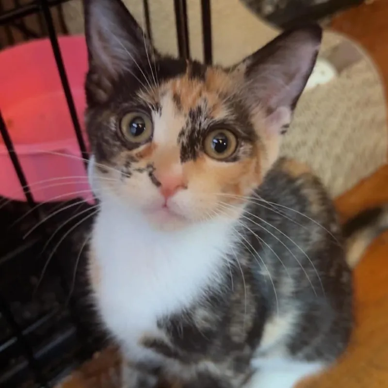 A baby small-sized female Domestic Short Hair cat named Ginnie for adoption in Hattiesburg, MS