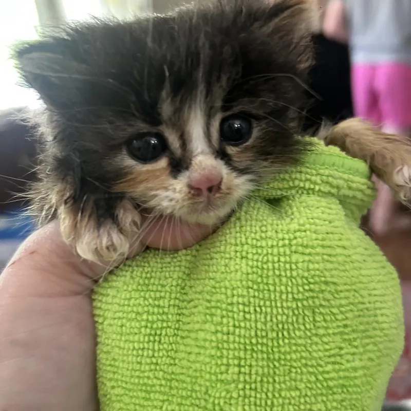 A baby small-sized male Brown / Chocolate Domestic Long Hair cat named Paris for adoption in Greensboro, NC