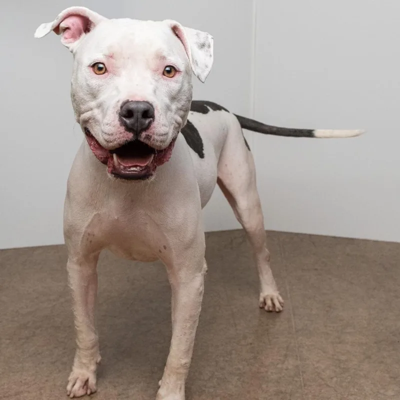 Casanova thumbnail 2