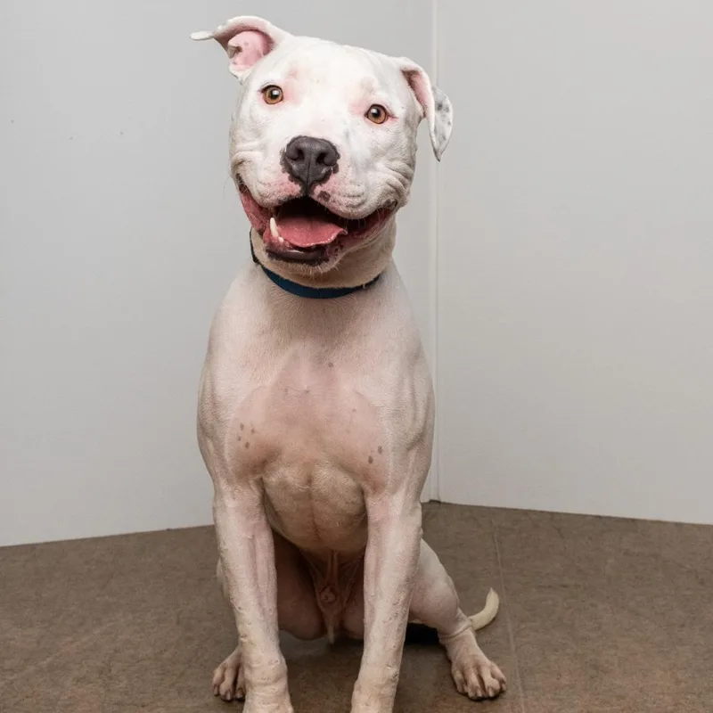 Casanova thumbnail 3