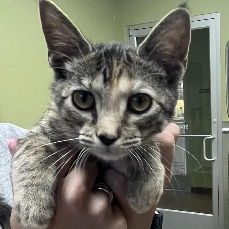 A baby small-sized female Brown / Chocolate Domestic Short Hair cat named Cocoa for adoption in Kyle, TX